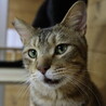 微笑みの王子・ヤムチャ サムネイル2