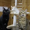 微笑みの王子・ヤムチャ サムネイル7