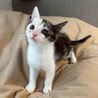 甘えん坊でお喋りさん♡リリちゃん サムネイル3