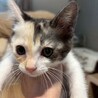 甘えん坊でお喋りさん♡リリちゃん サムネイル4