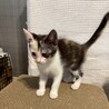 甘えん坊でお喋りさん♡リリちゃん サムネイル7
