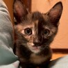 おっとり可愛い甘えっ子♡ショコラちゃん サムネイル2