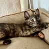 おっとり可愛い甘えっ子♡ショコラちゃん サムネイル3