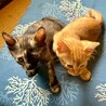 おっとり可愛い甘えっ子♡ショコラちゃん サムネイル4