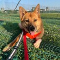 お散歩大好き♫元野犬の女の子ゆきちゃん