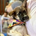 香川県出身野犬仔犬【クロミ】