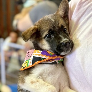 香川県出身野犬仔犬【クロミ】
