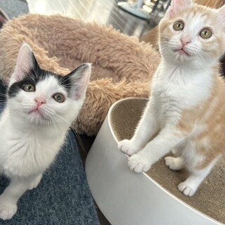 むくむくの仲良し兄妹3ヶ月