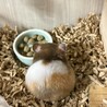 ハム好きママ