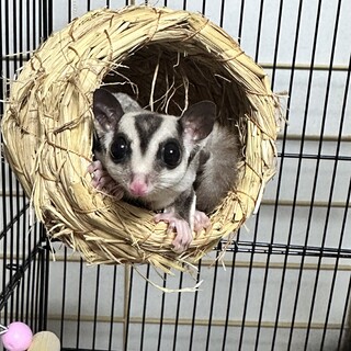 フクロモモンガ2匹募集