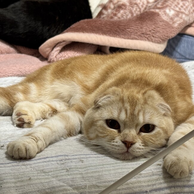 猫meのカバー写真
