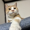     愛情を注いでくださる里親様を募集しています