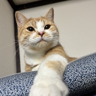     愛情を注いでくださる里親様を募集しています