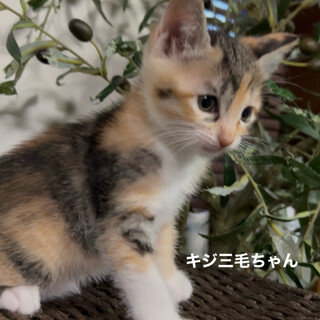 妊婦で保護し出産！ママと子供達にずっとのお家を…