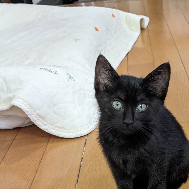 Apollo68のカバー写真