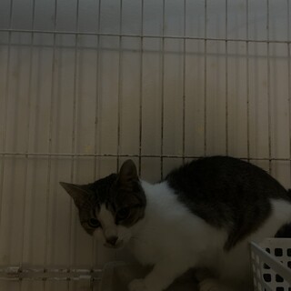 愛をくれる里親さん探してます
