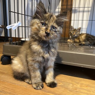 ふわふわ長毛サビ柄姉妹♡2匹一緒のお迎え大歓迎