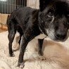穏やかでのんびりおばあちゃん。たまに機敏なしじみ