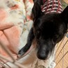 穏やかでのんびりおばあちゃん。たまに機敏なしじみ サムネイル3