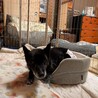 穏やかでのんびりおばあちゃん。たまに機敏なしじみ サムネイル4