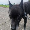 穏やかでのんびりおばあちゃん。たまに機敏なしじみ サムネイル5