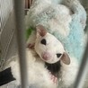 フクロモモンガ夫婦 サムネイル2