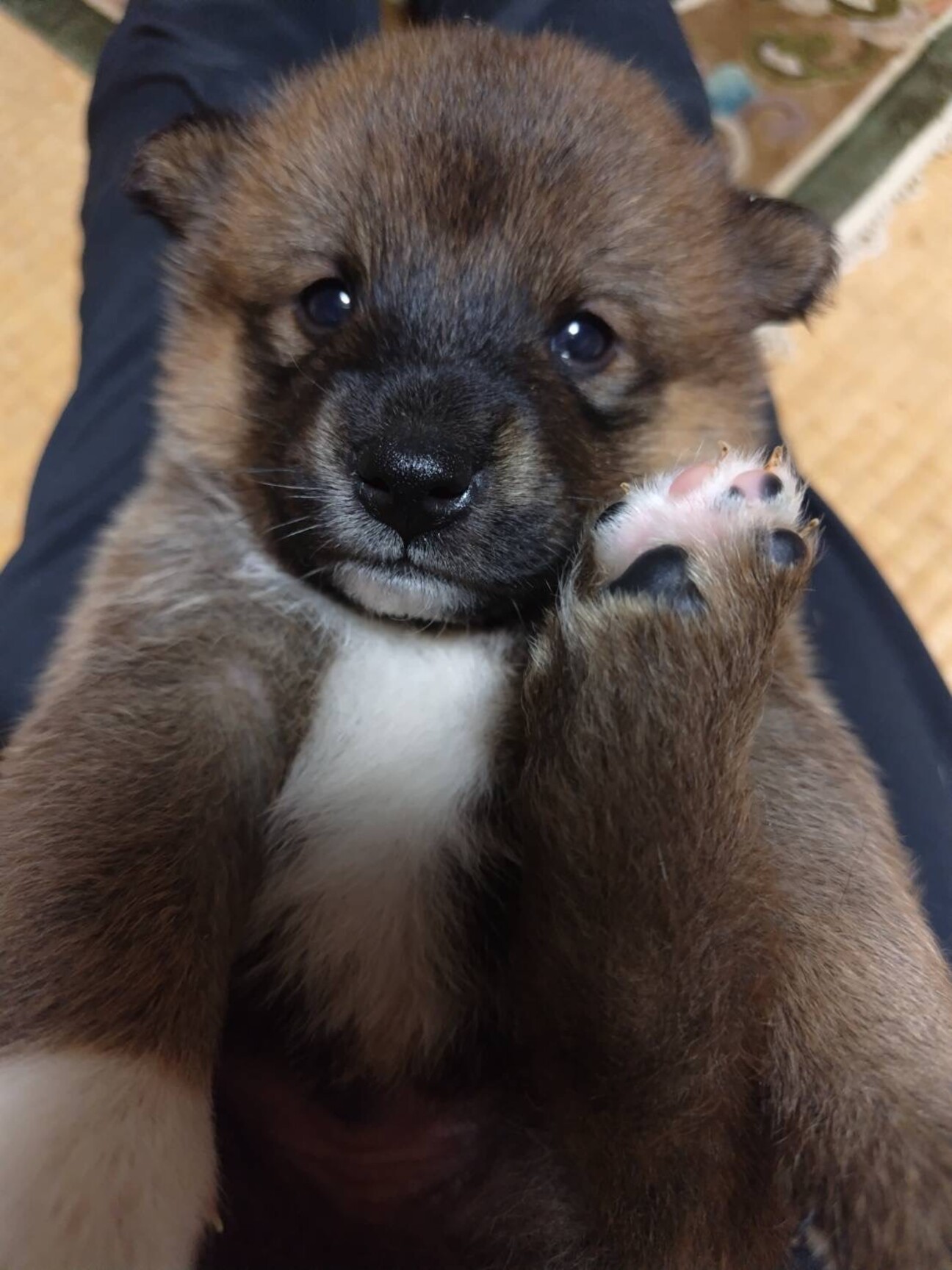 タンくん」香川県 - 犬の里親募集(543276) 2枚目の画像 :: ペットの