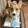 【締切】家族になって頂ける方を募集！ サムネイル2