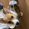 【締切】家族になって頂ける方を募集！ サムネイル3