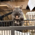 かわいい若い兄弟デグー2匹