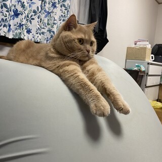 里親募集
