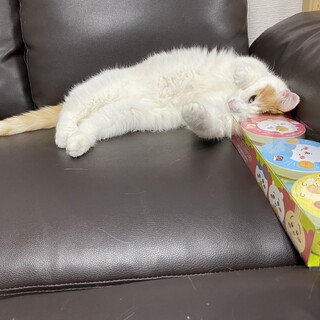 里親募集　ミヌエット　オス
