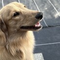 ミニチュアダックス2歳男の子のバルくん 