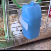 レモン ライム