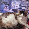 の写真