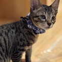 ベンガルの様なキジ猫君