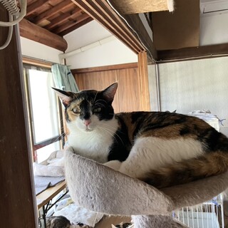 綺麗な黒三毛　カナちゃん