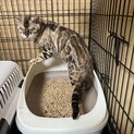 ベンガル雄　伊勢市