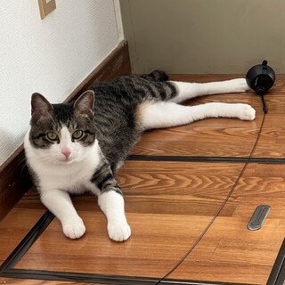 グリス