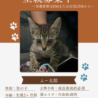 Felixのモデル⁈ ハ」神奈川県 - 猫の里親募集(536725) :: ペットの