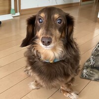 ルーシェ
