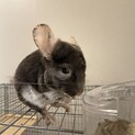 チンチラ男の子 1.5才(ブラウン)