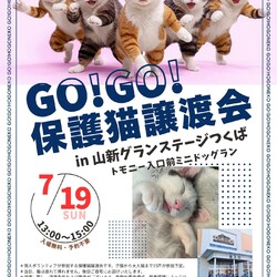 GO!GO!保護猫譲渡会　in山新グランステージつくば