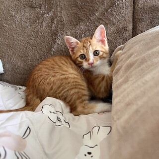 人馴れ猫慣れ抜群チャトくん(茶白)