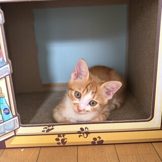 シナリー　C3 3つ　山猫様 お喋り上手甘え上手♡シナ」東京都 - 猫の里親募集(543322