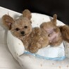 ポメプーの男の子(1歳) サムネイル2