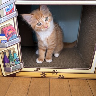 里親様募集♡送料込み。アプリコットちゃん。トップノット。 猫の里親募集「人馴れバツグンな甘えん坊♡ジンジャーちゃん2ヶ月半