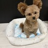 ポメプーの男の子(1歳) サムネイル3