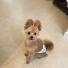 ポメプーの男の子(1歳) サムネイル4