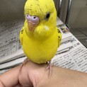 セキセイインコを愛してくれる人を募集しています